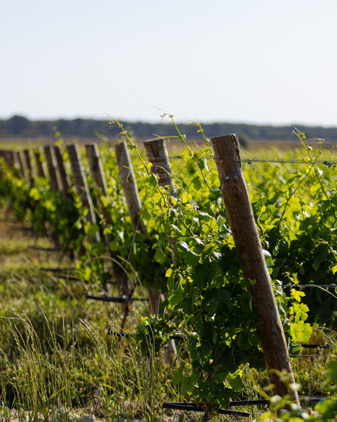 3c3981cbca745f5a15523a59e15452fb51f84110-min