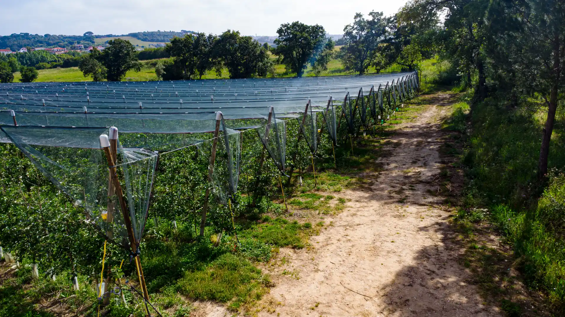 DJI_0259-Enhanced-NR