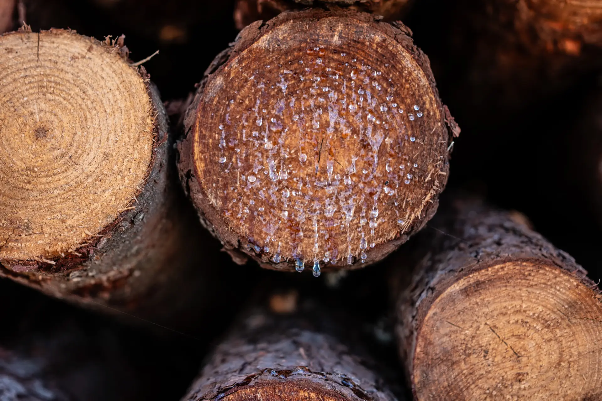 Características da Madeira Transversal cuts on wood logs